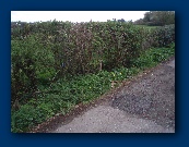 In there somewhere - next to the BRIDLEWAY